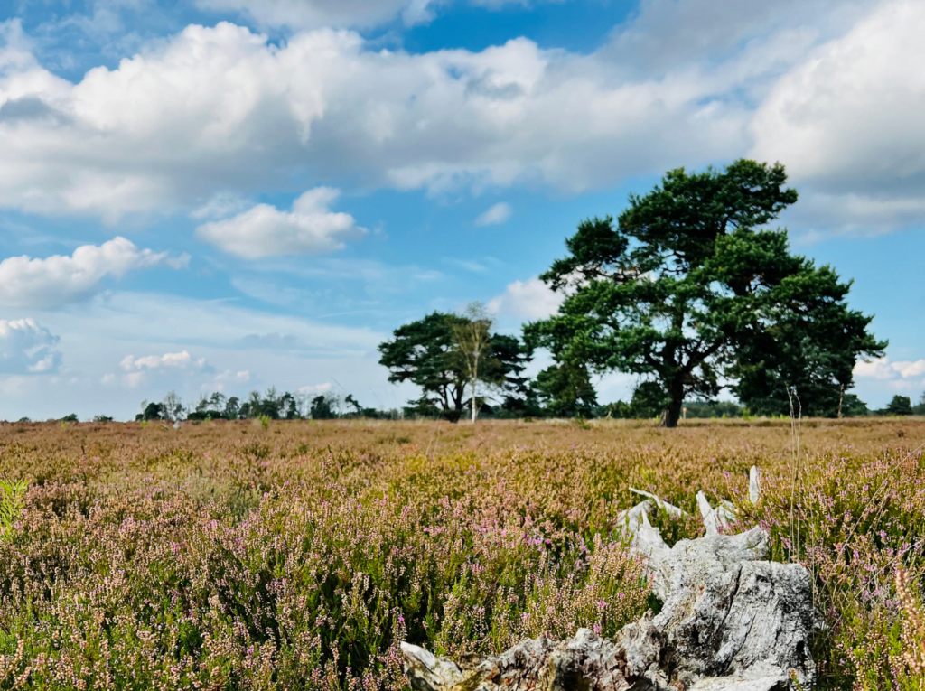 Elspeter Heide waar je kunt wandelen en fietsen op de Veluwe dichtbij Tiny House Onyx